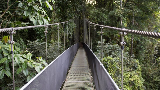 Everoze Carbon removal - Part 2: Naturefund, tropical rainforest