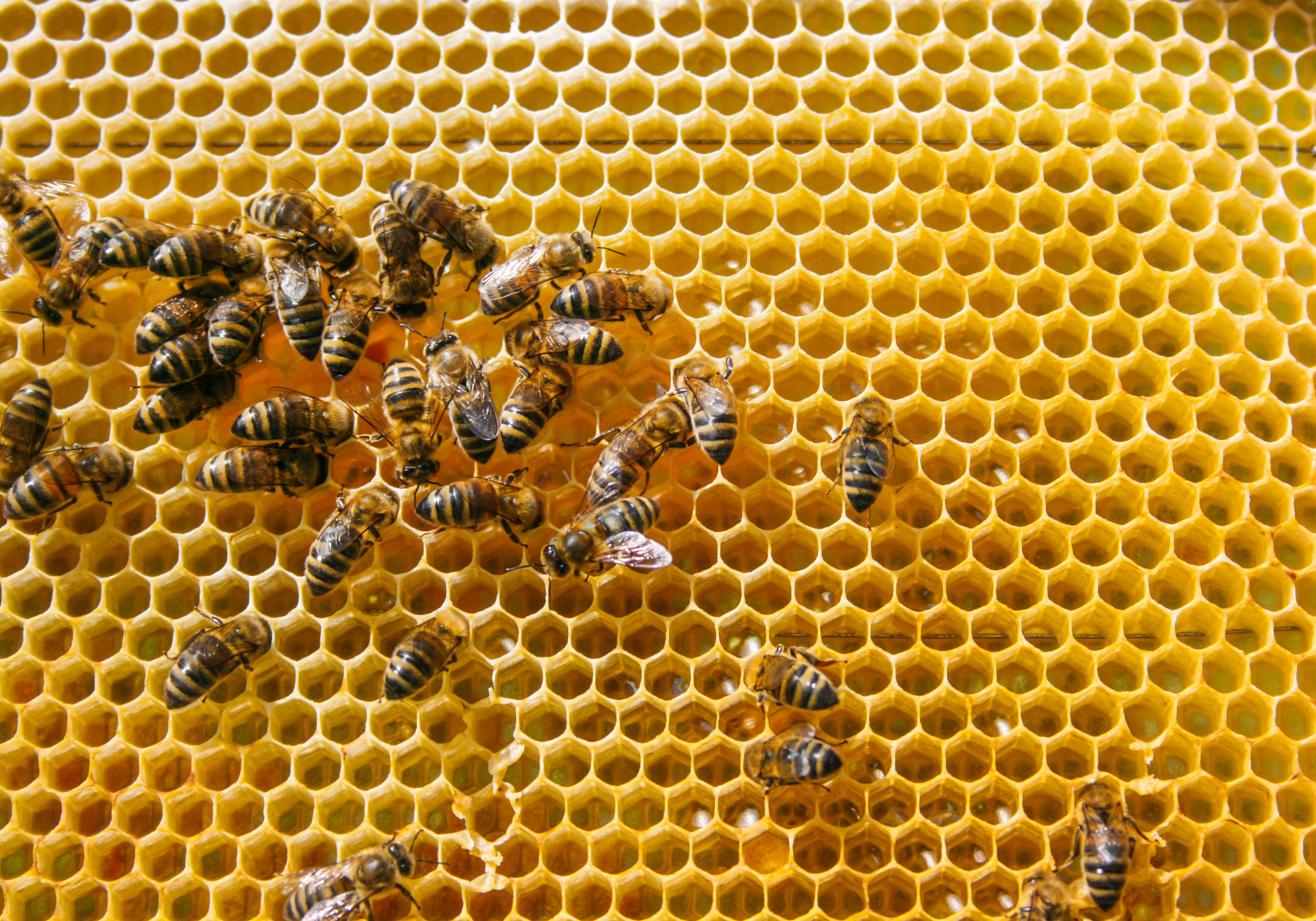 Everoze Partners Swarm Governance report