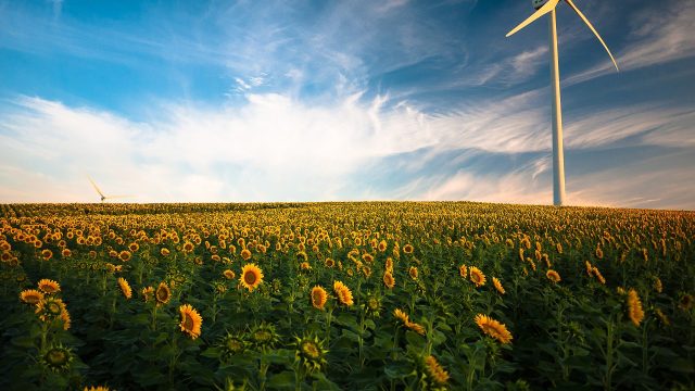 Onshore wind farm on sunflower field