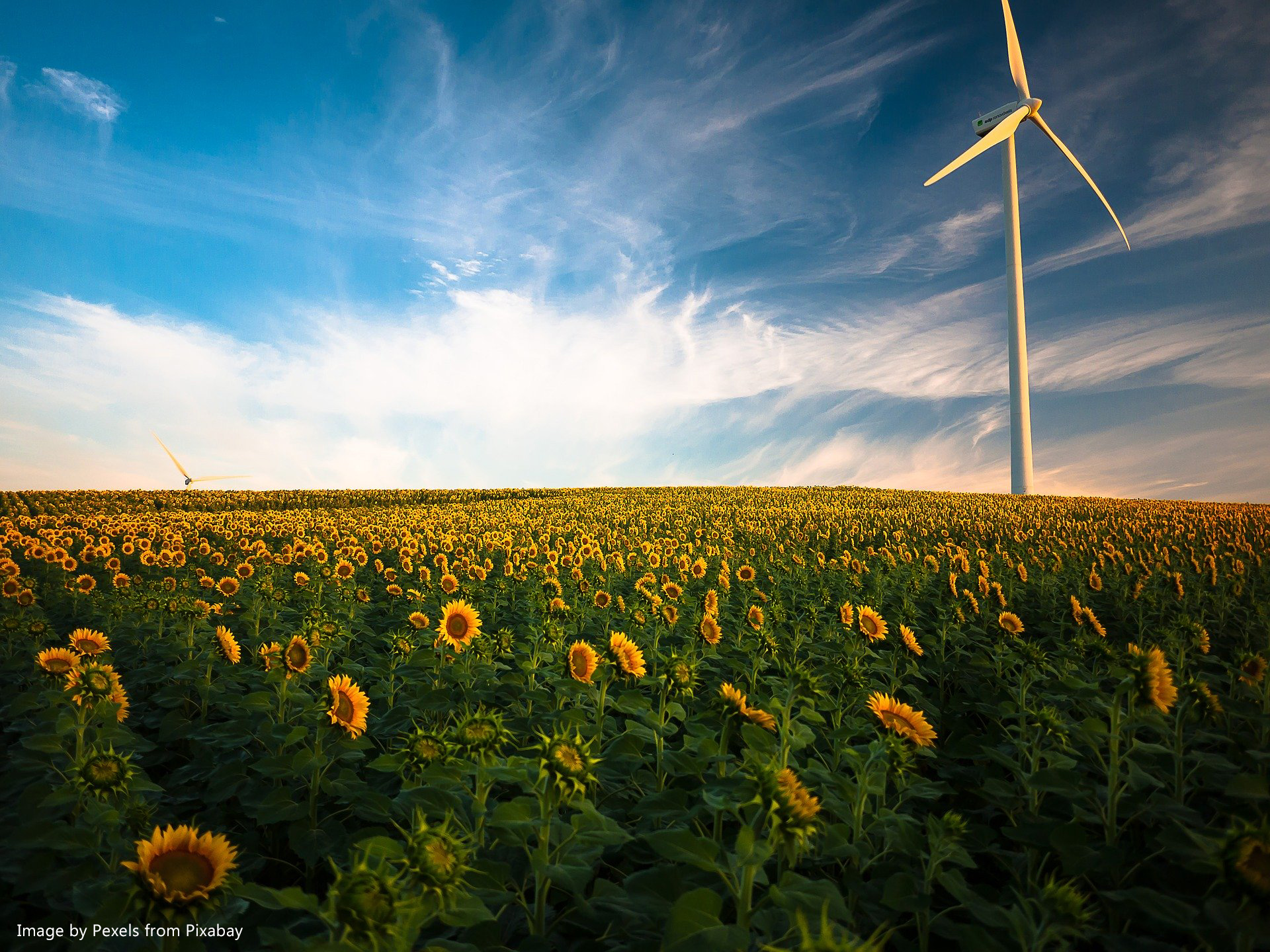 Onshore wind farm on sunflower field