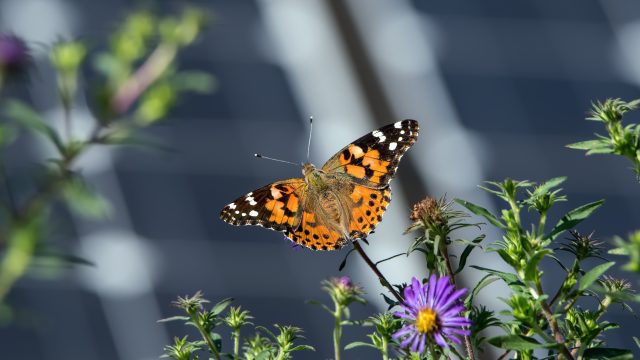 Developers interested in implementing biodiversity measures at a solar plant should work with an experienced ecologist