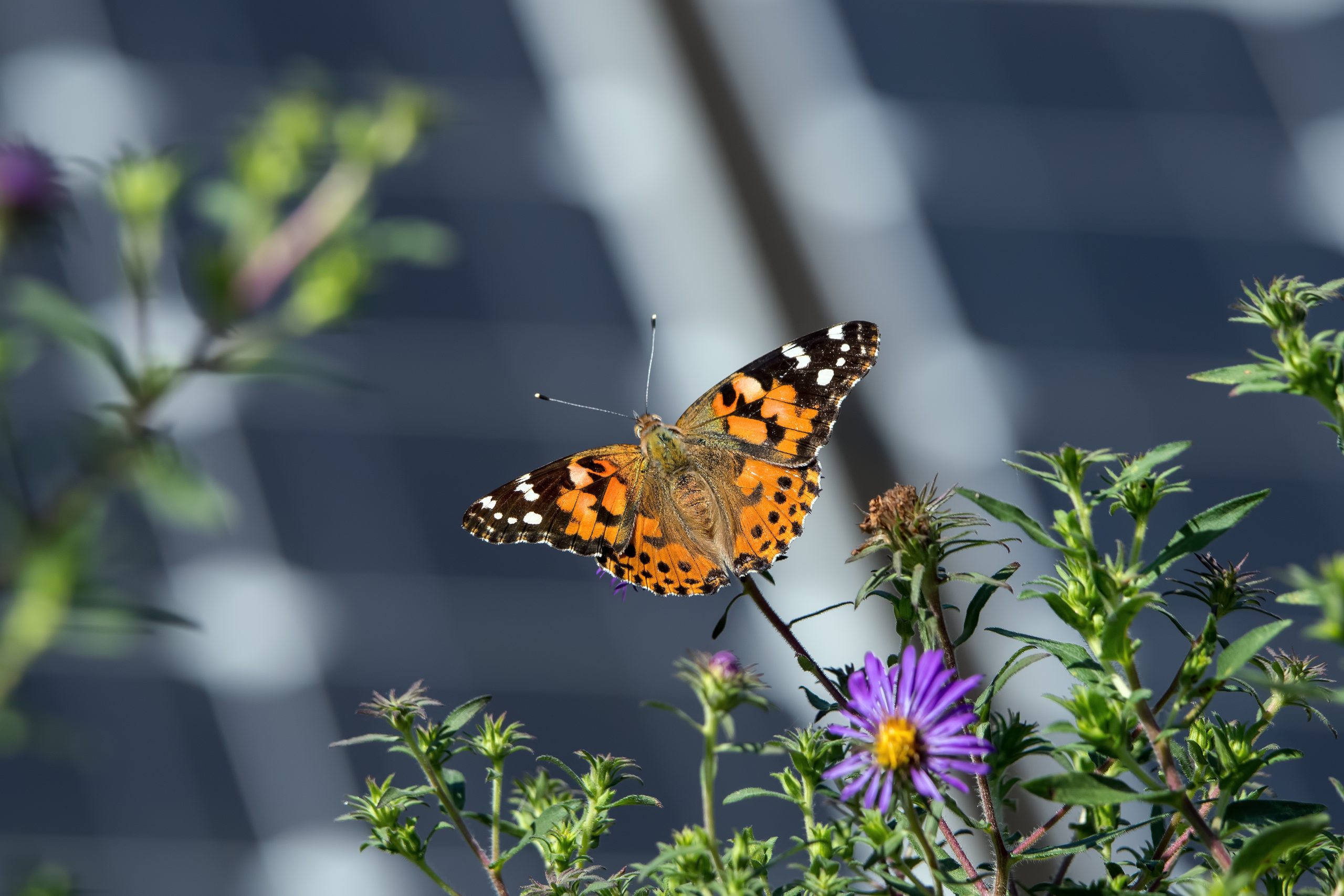 Developers interested in implementing biodiversity measures at a solar plant should work with an experienced ecologist