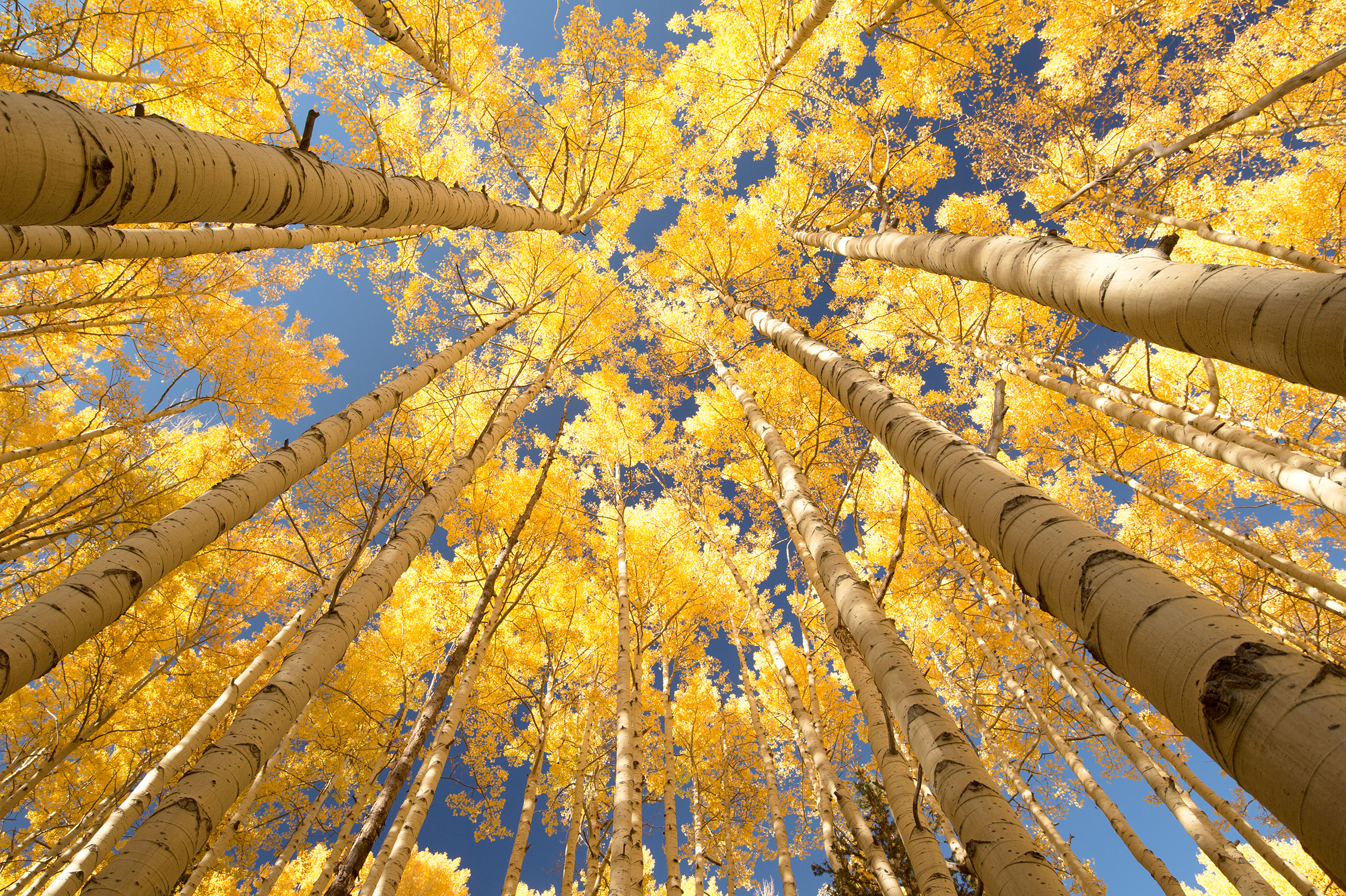 Everoze Partners Carbon emission Offset