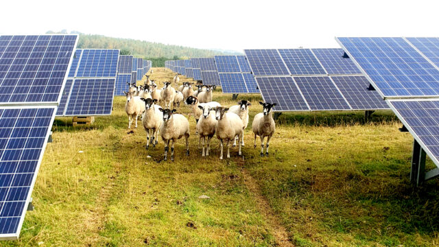 Sheep grazing between rows of solar panels at a solar farm generating renewable energy