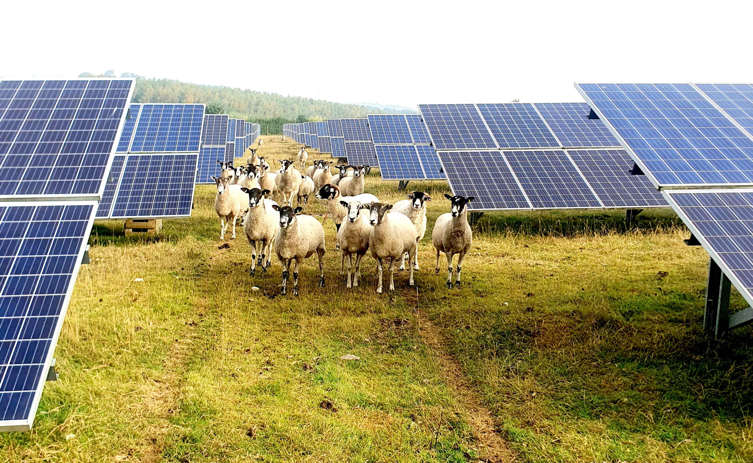 Sheep grazing between rows of solar panels at a solar farm generating renewable energy