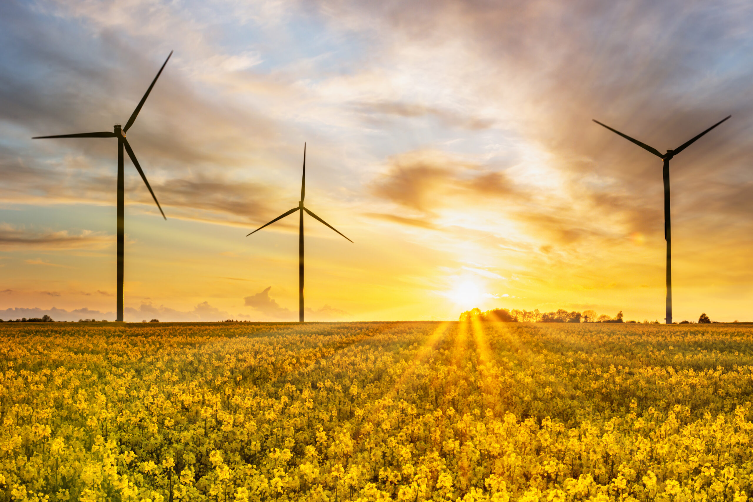 Sun rising over rape fields and three onshore win turbines