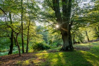 Woodland UK